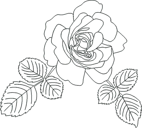 Beautiful-Rose-with-Leaves-7564093