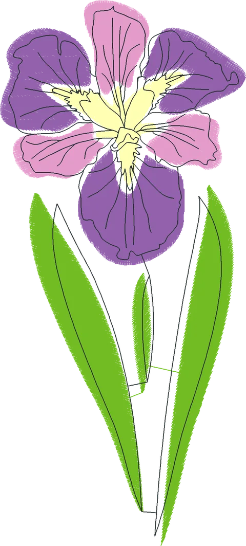 Elegant-Pink-Iris-5476425