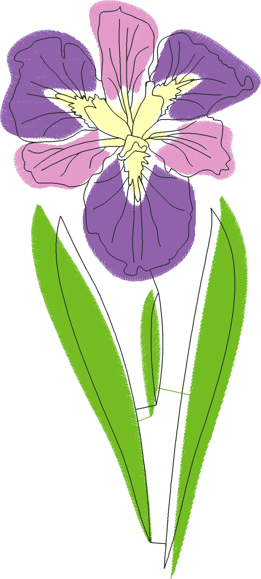 Elegant-Pink-Iris-5476425