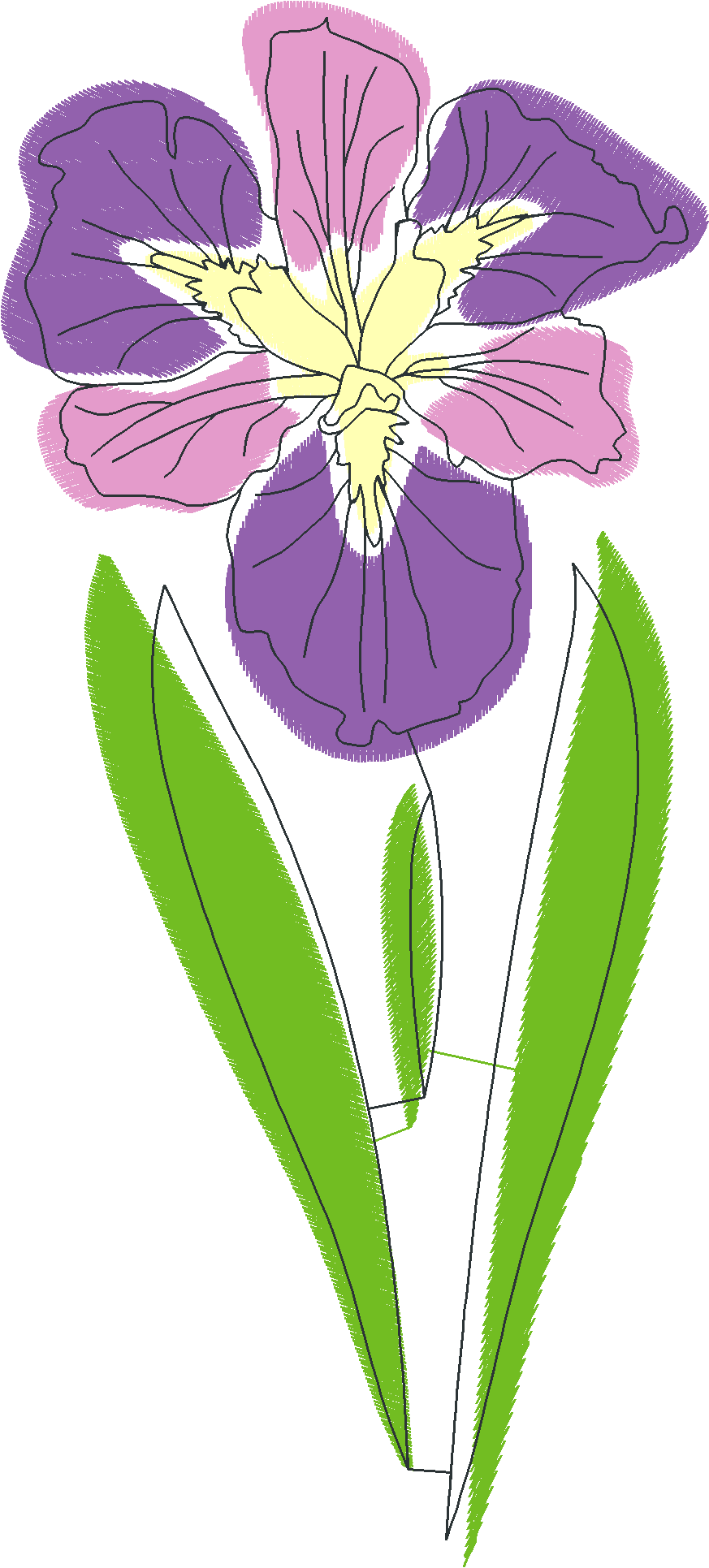 Elegant-Pink-Iris-5476425