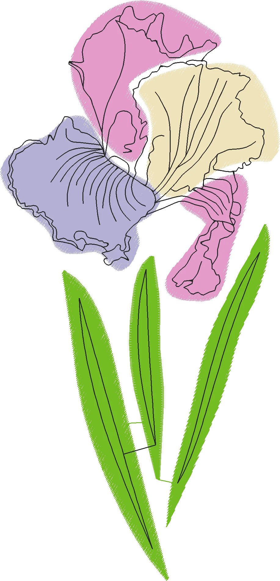 Pastel-Iris-Flower-4576312