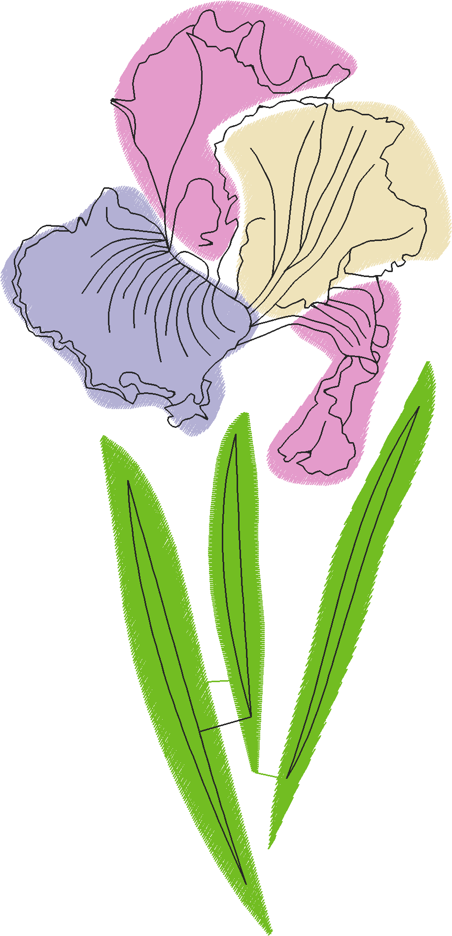 Pastel-Iris-Flower-4576312