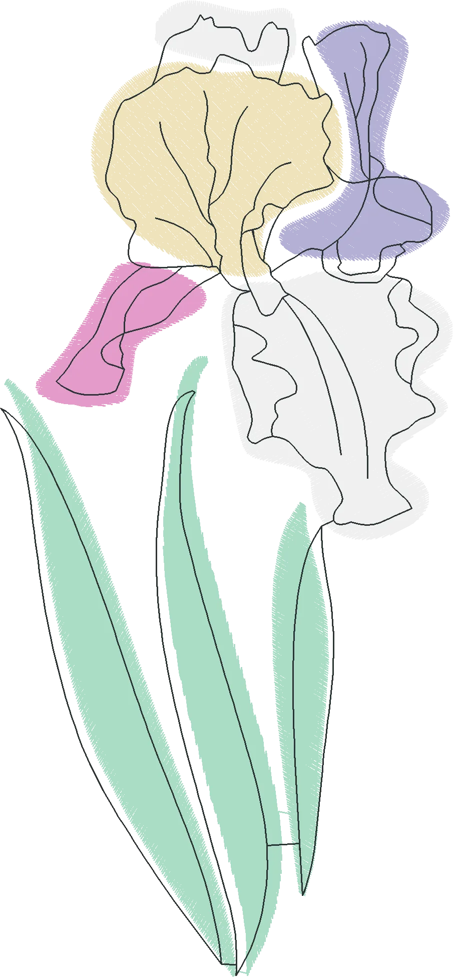 Pastel-and-Line-Art-Iris-5289291