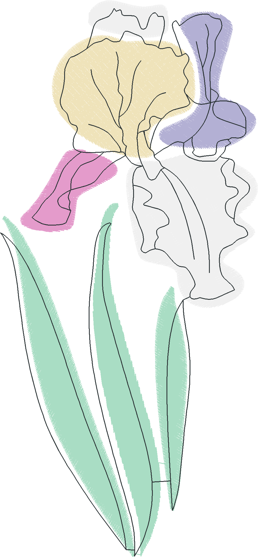 Pastel-and-Line-Art-Iris-5289291