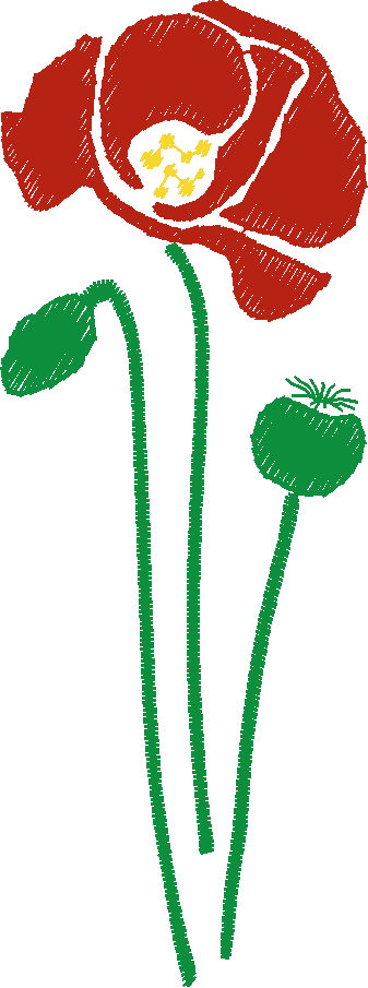 Poppy-Flower-and-Poppy-Heads-7591291