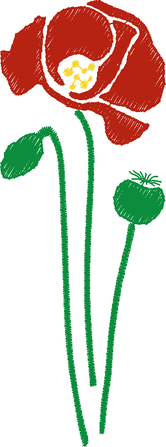 Poppy-Flower-and-Poppy-Heads-7591291