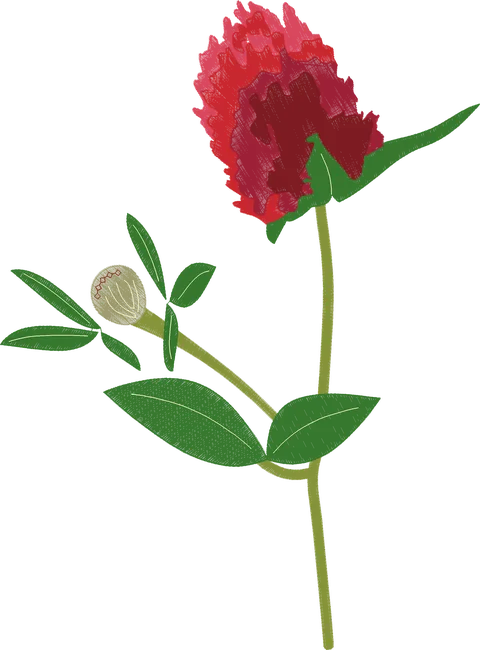 Red-Clover-Flower-8300092
