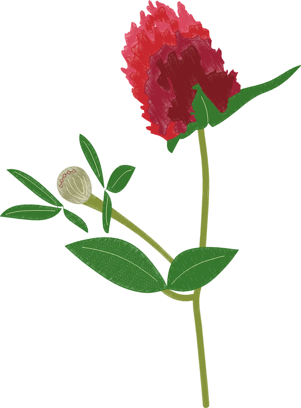 Red-Clover-Flower-8300092