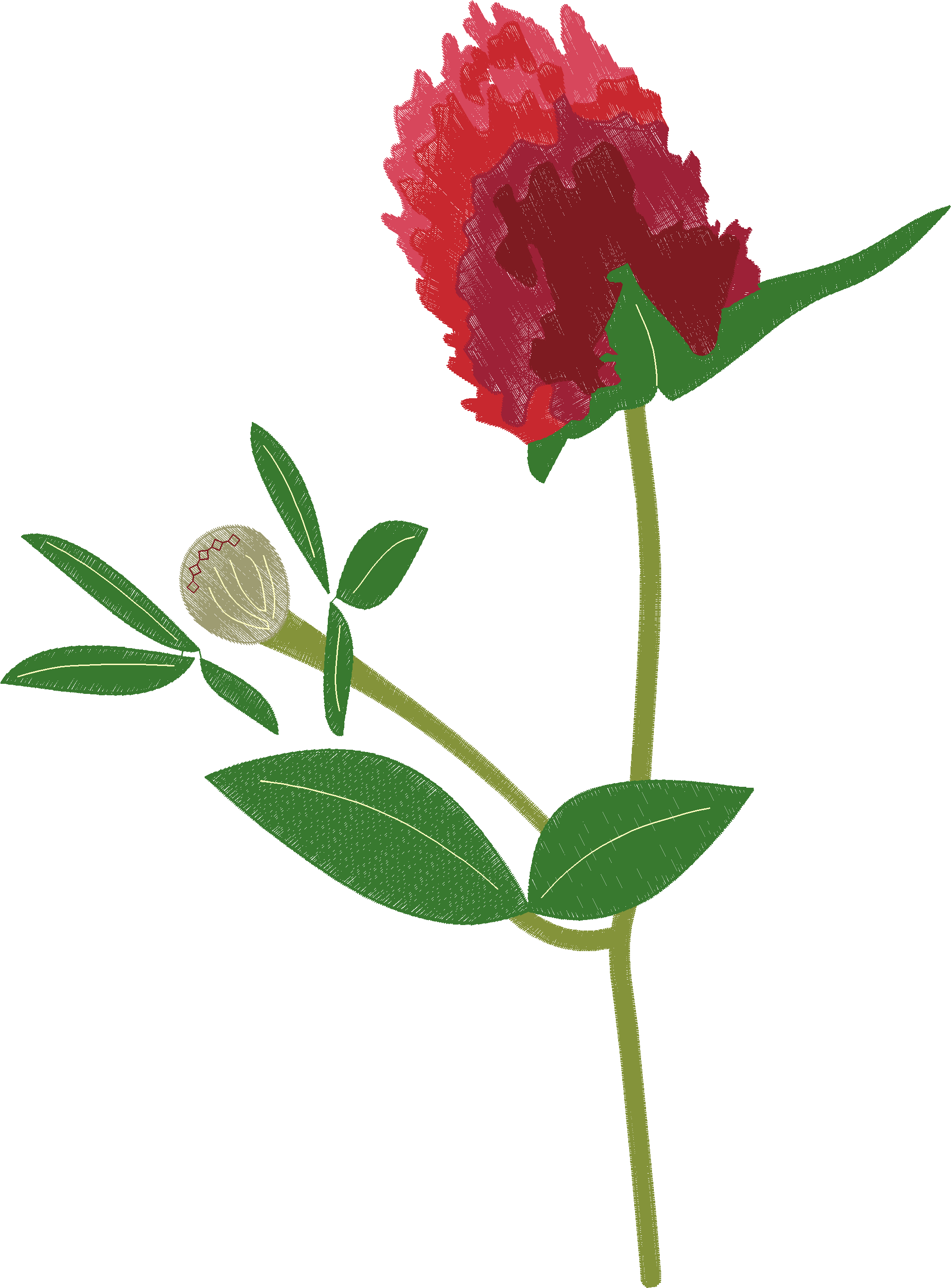 Red-Clover-Flower-8300092
