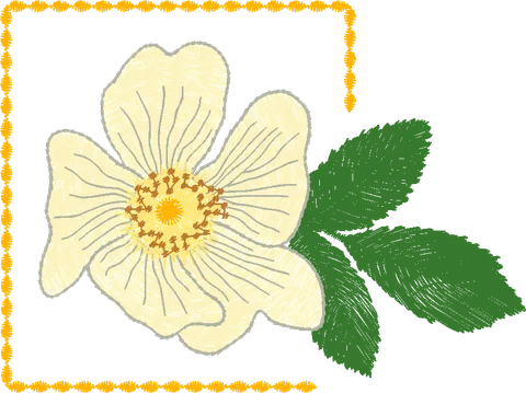 Rosehip-Flower-in-Frame-11063655