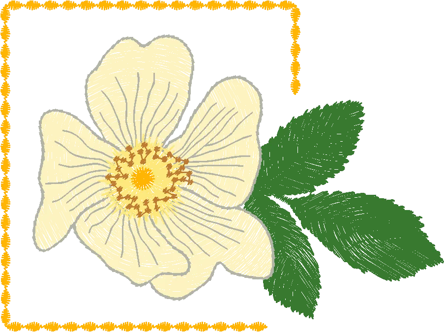 Rosehip-Flower-in-Frame-11063655