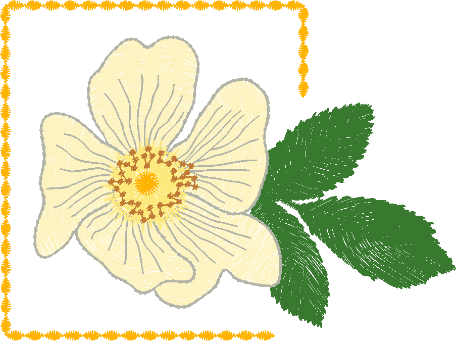 Rosehip-Flower-in-Frame-11063655