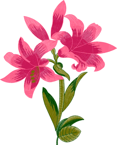 Tulip-Flower-60655528